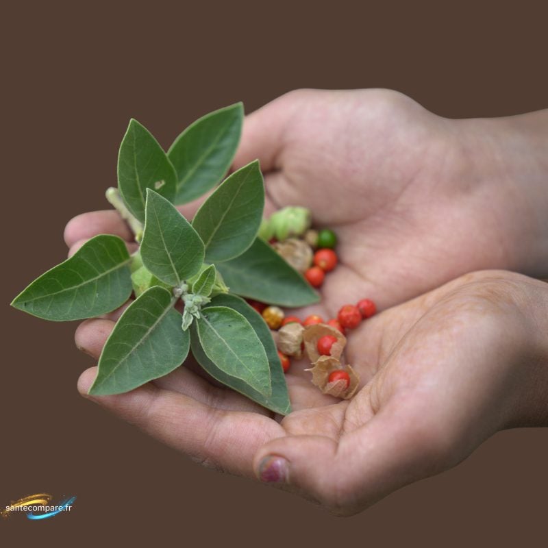 Ashwagandha