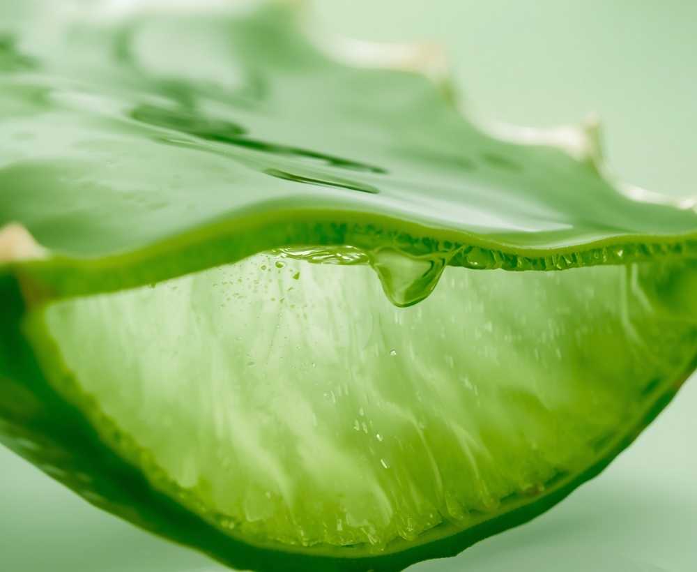 Aloe Vera
