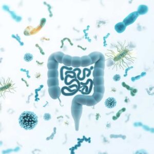 Le microbiote intestinal